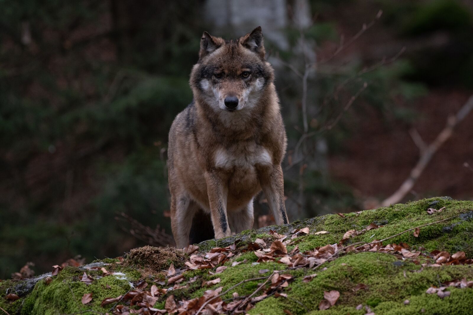 Nikon D750 sample photo. Wolf, forest, nature photography