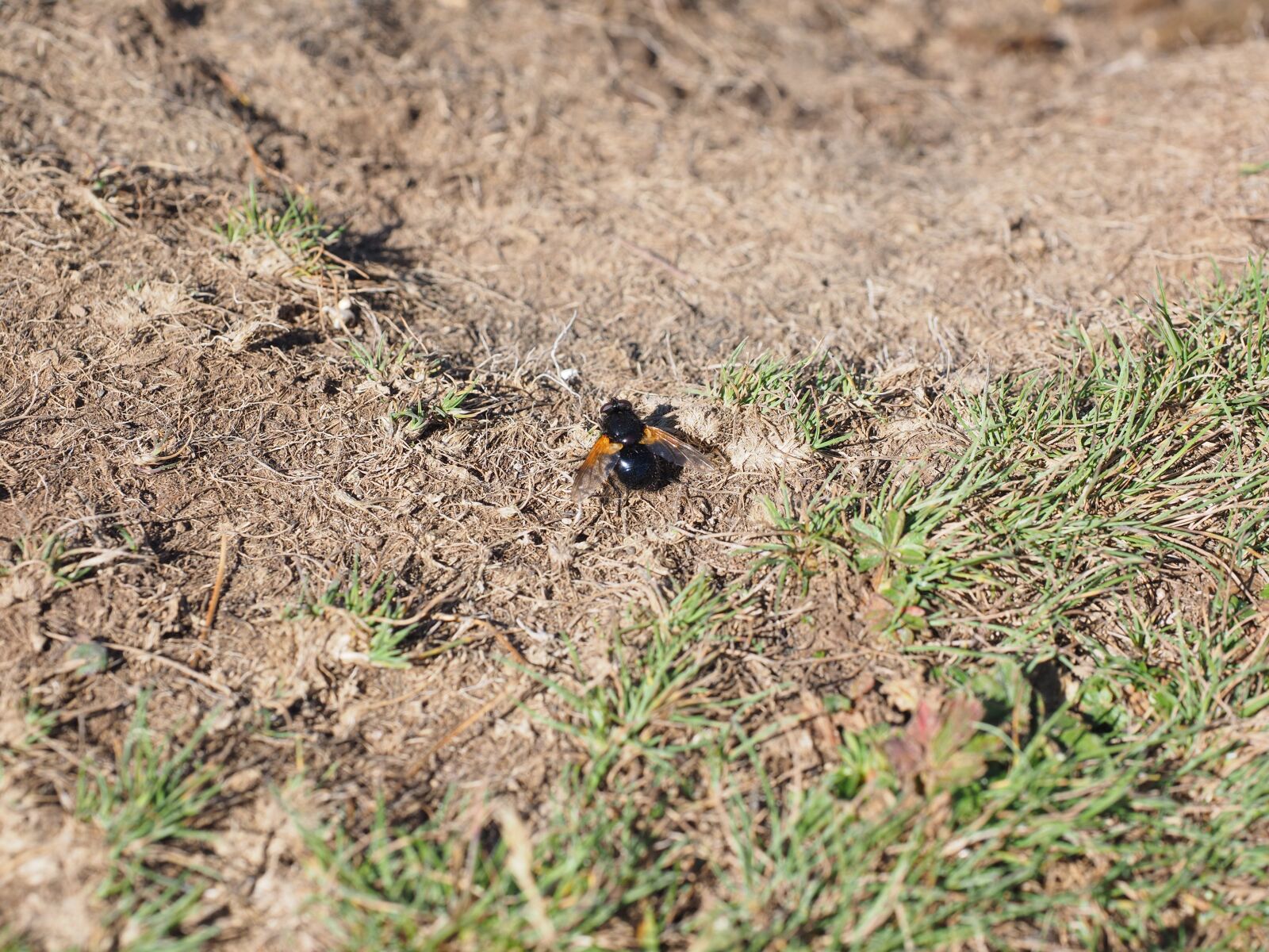 Olympus OM-D E-M1 + Olympus M.Zuiko Digital ED 12-40mm F2.8 Pro sample photo. Common forest hover fly photography