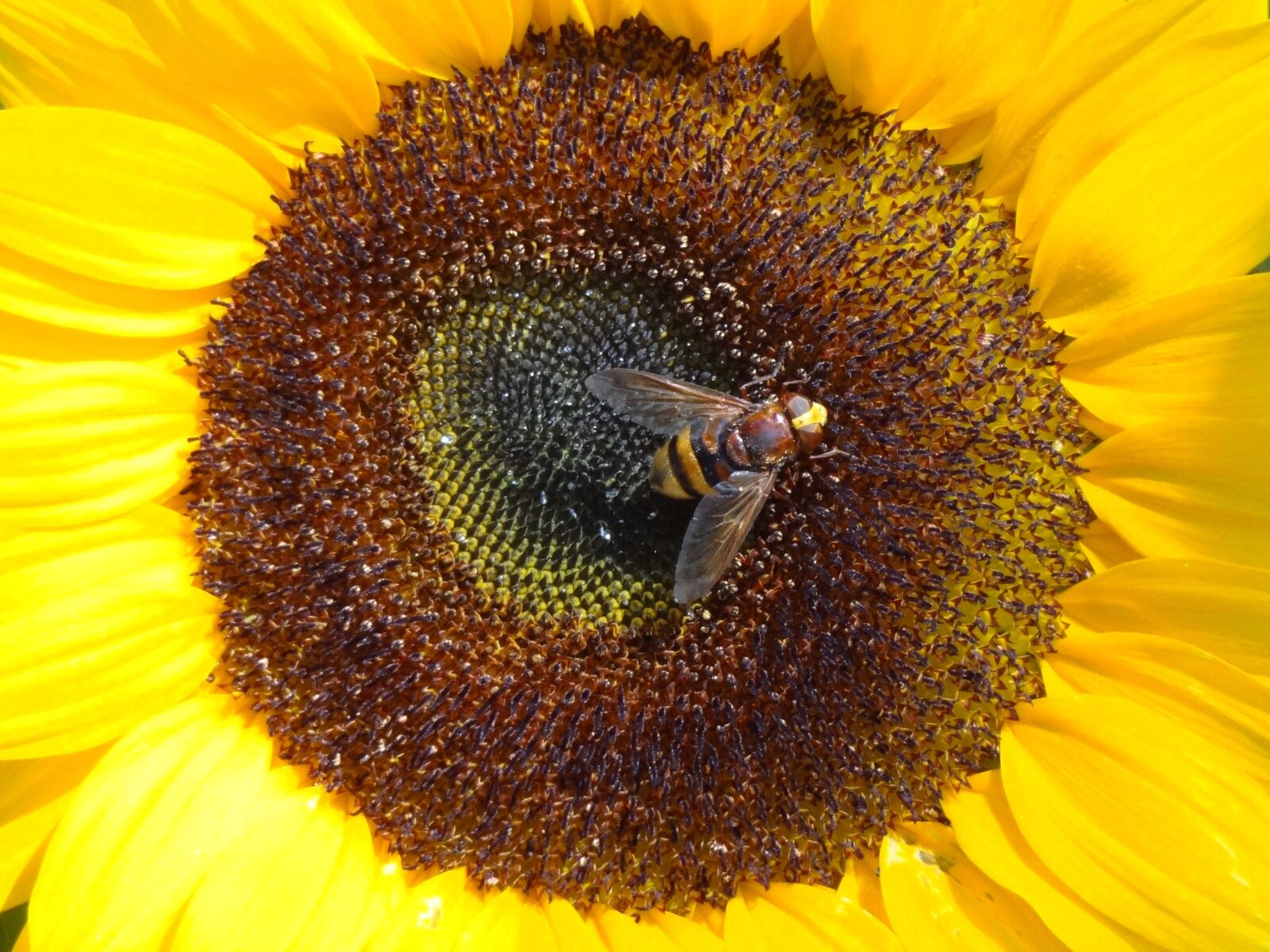 Sony Cyber-shot DSC-HX9V sample photo. Sunflower with insect, flower photography
