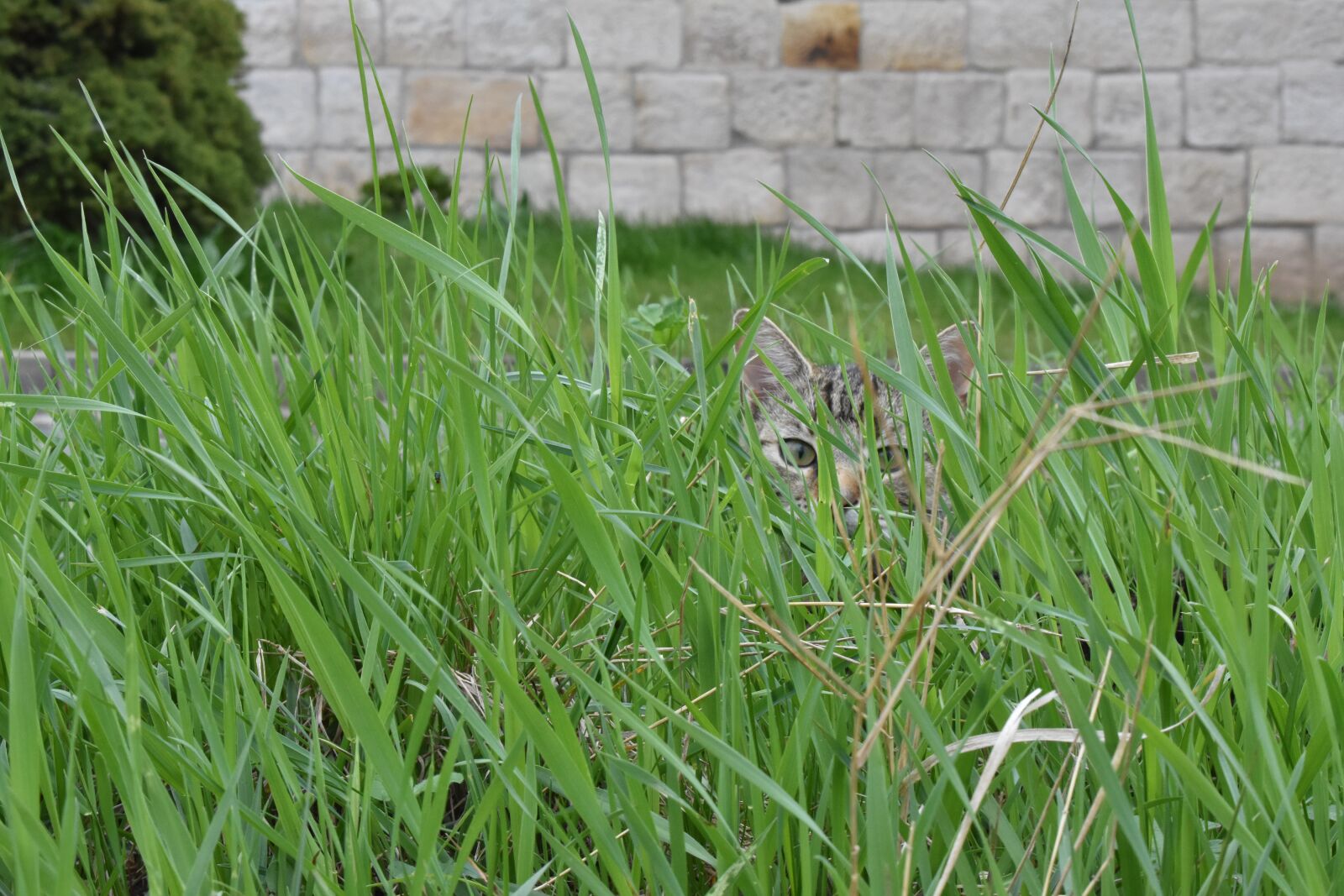 Nikon D3400 sample photo. Pet, nature, hidden photography