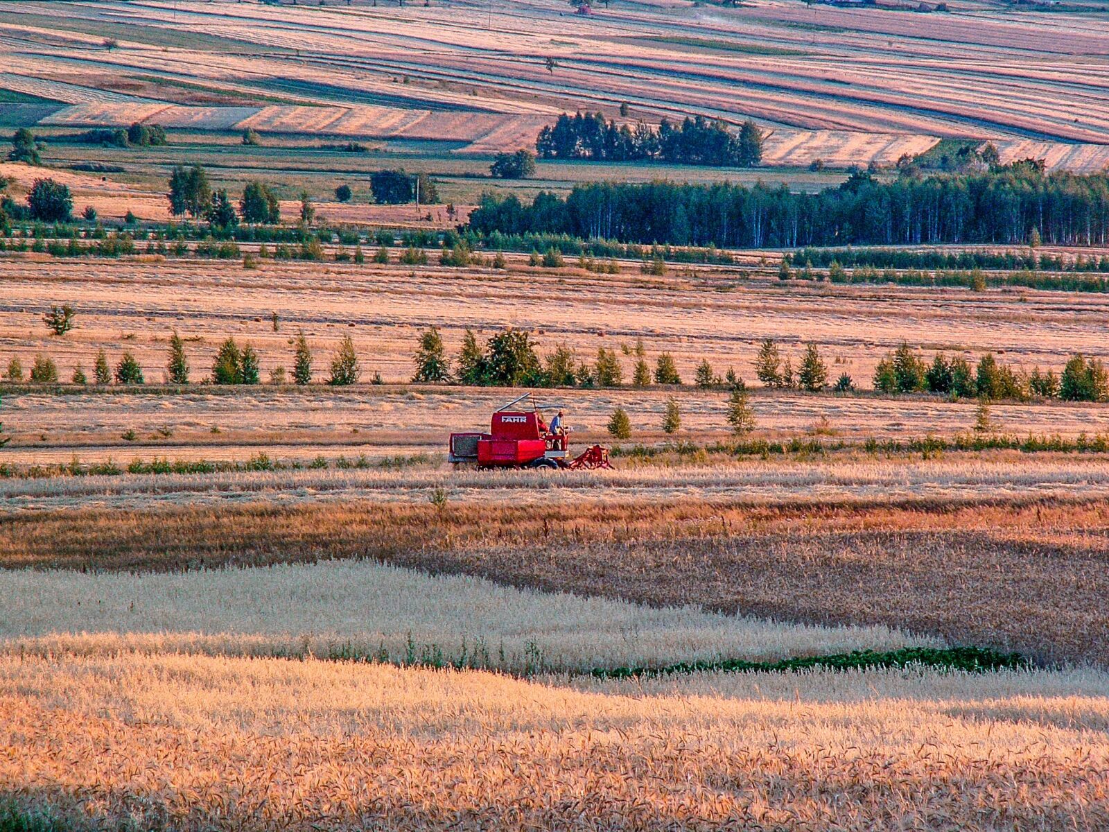 KONICA MINOLTA DiMAGE Z3 sample photo. Village, harvest, corn photography