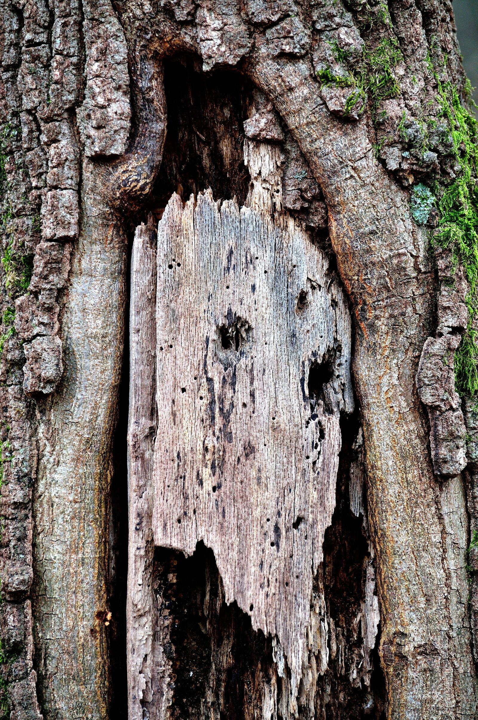 Nikon D90 sample photo. Trunk, tree, bark photography