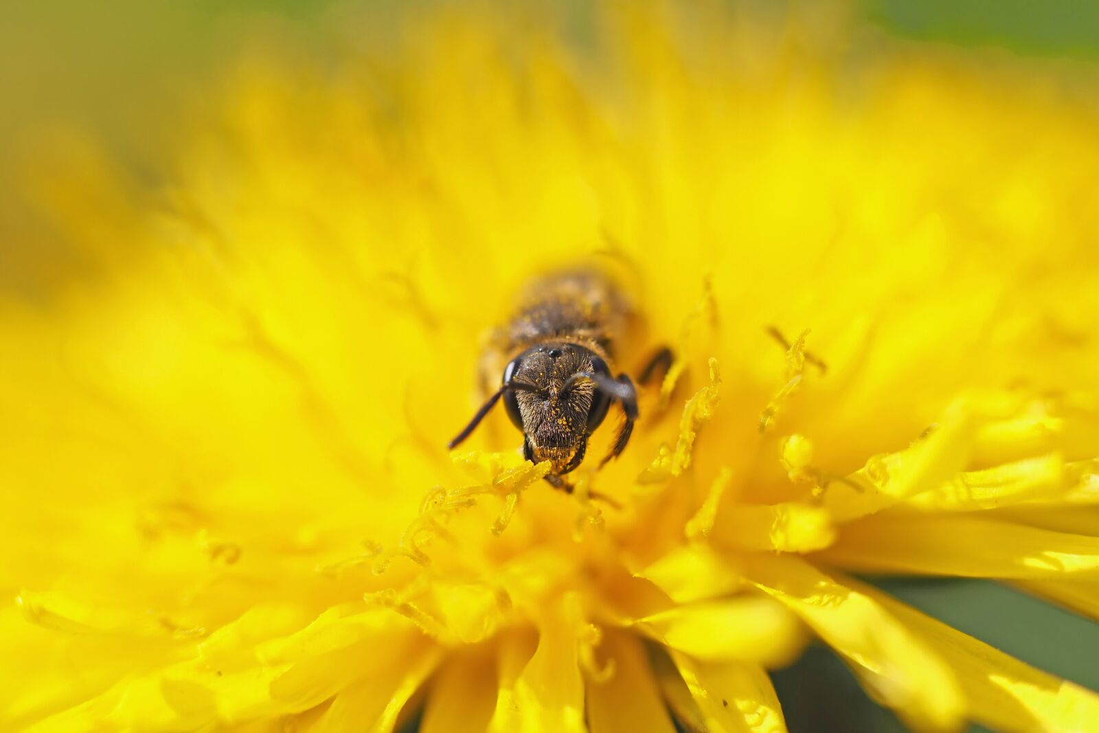 Olympus M.Zuiko Digital ED 60mm F2.8 Macro sample photo. Wild bee, sandy bee photography