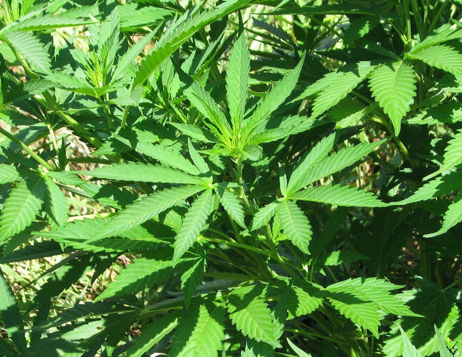 Canon POWERSHOT S5 IS sample photo. Marijuana, pot, grass photography