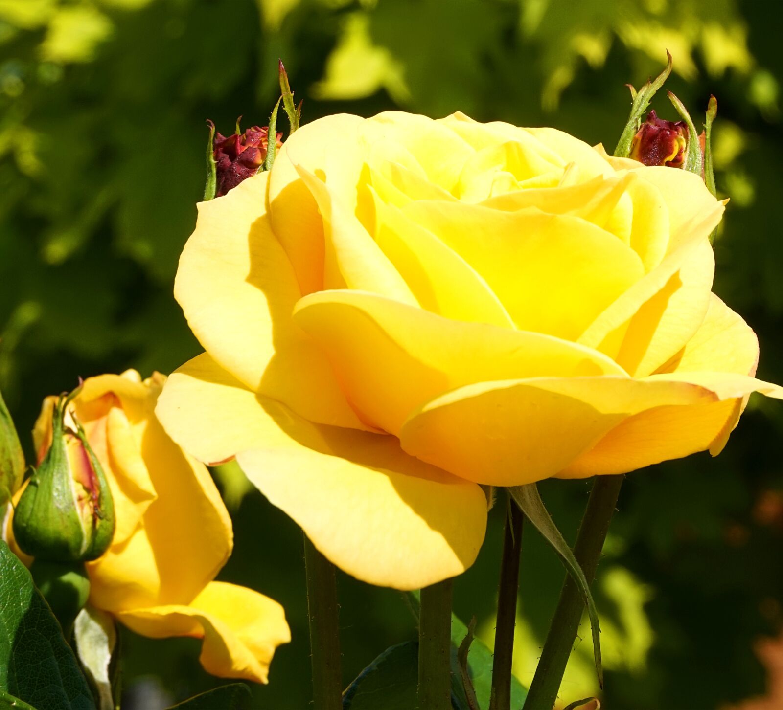 Sony Alpha a5000 (ILCE 5000) sample photo. Rose, yellow, blossom photography