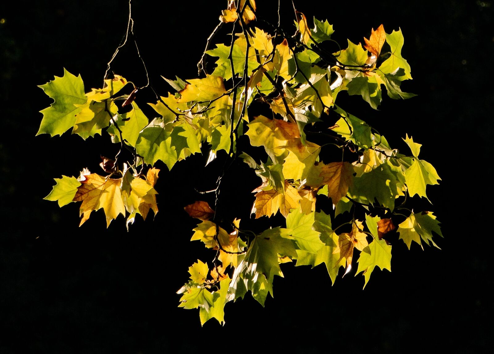Sony Cyber-shot DSC-HX1 sample photo. Leaf, fall, autumn leaf photography