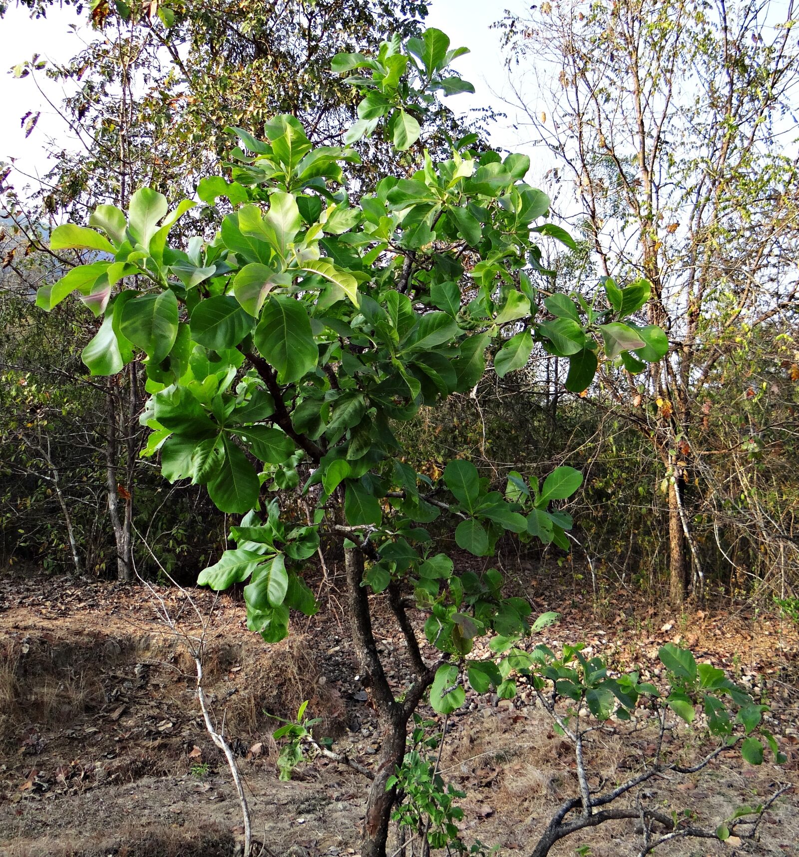Sony DSC-HX200V sample photo. Madhuca longifolia, tree, mahwa photography