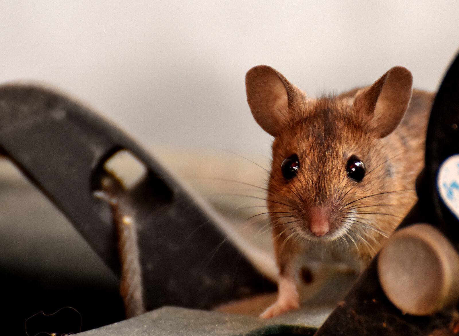 Nikon D7200 sample photo. Wood mouse, nager, cute photography