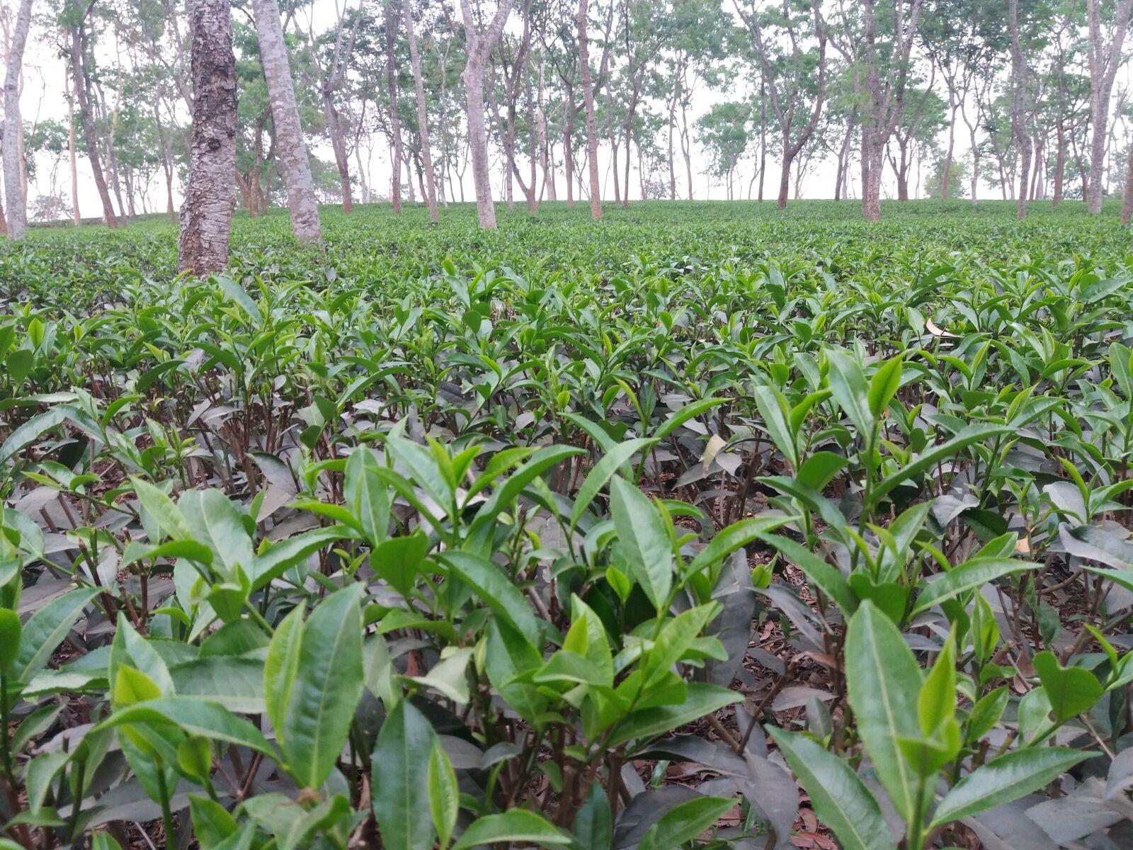 Samsung Galaxy J5 sample photo. Tea garden, chittagong, bangladesh photography