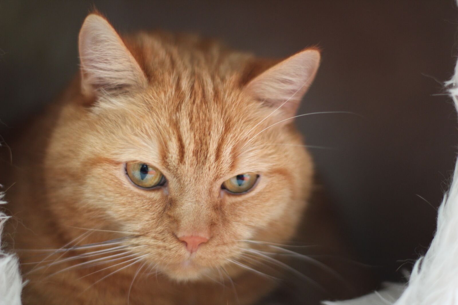 Canon EOS 600D (Rebel EOS T3i / EOS Kiss X5) + Canon EF 50mm F1.4 USM sample photo. Cat, red cat, pet photography