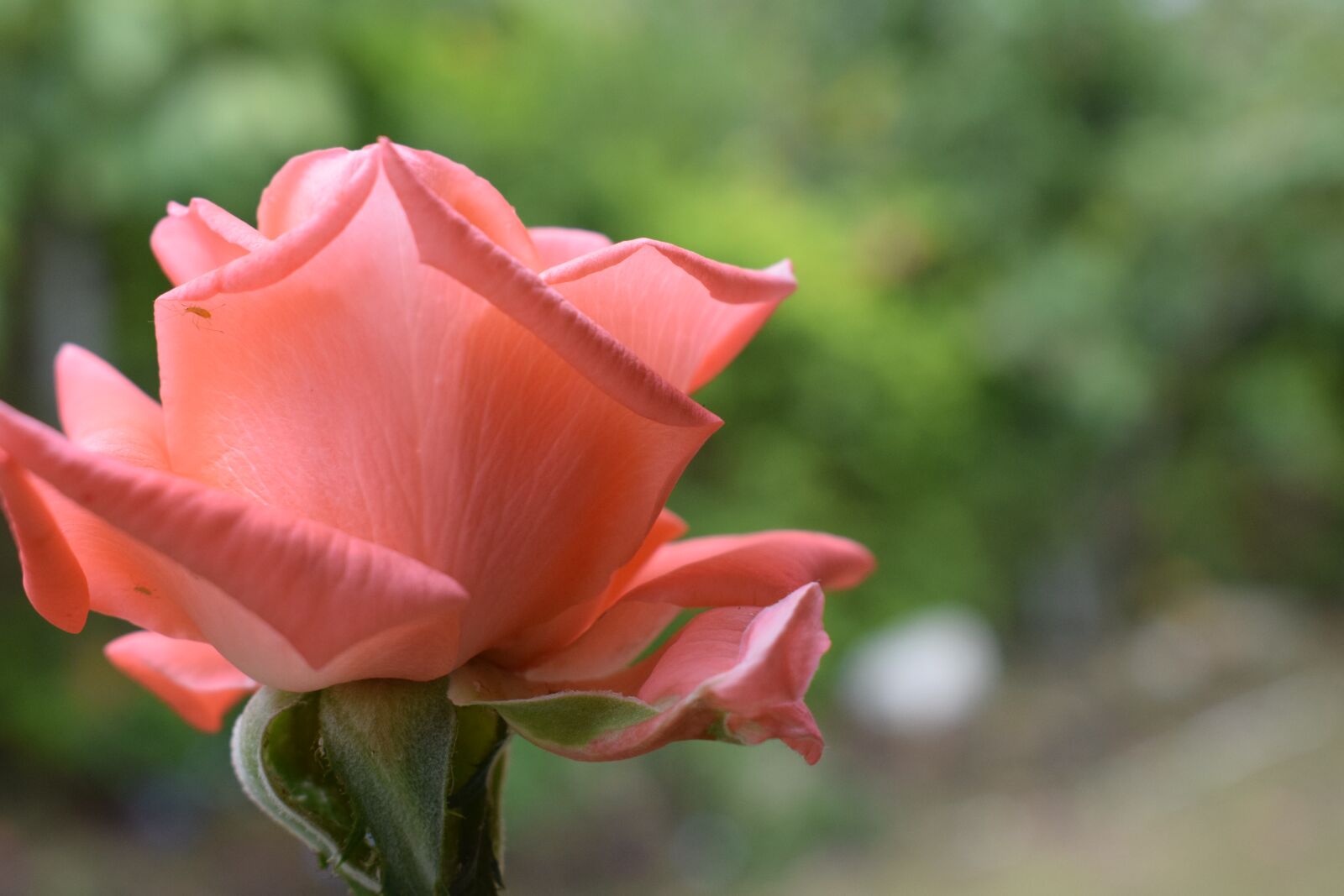 Nikon D5300 sample photo. Colombia, flowers, roses photography