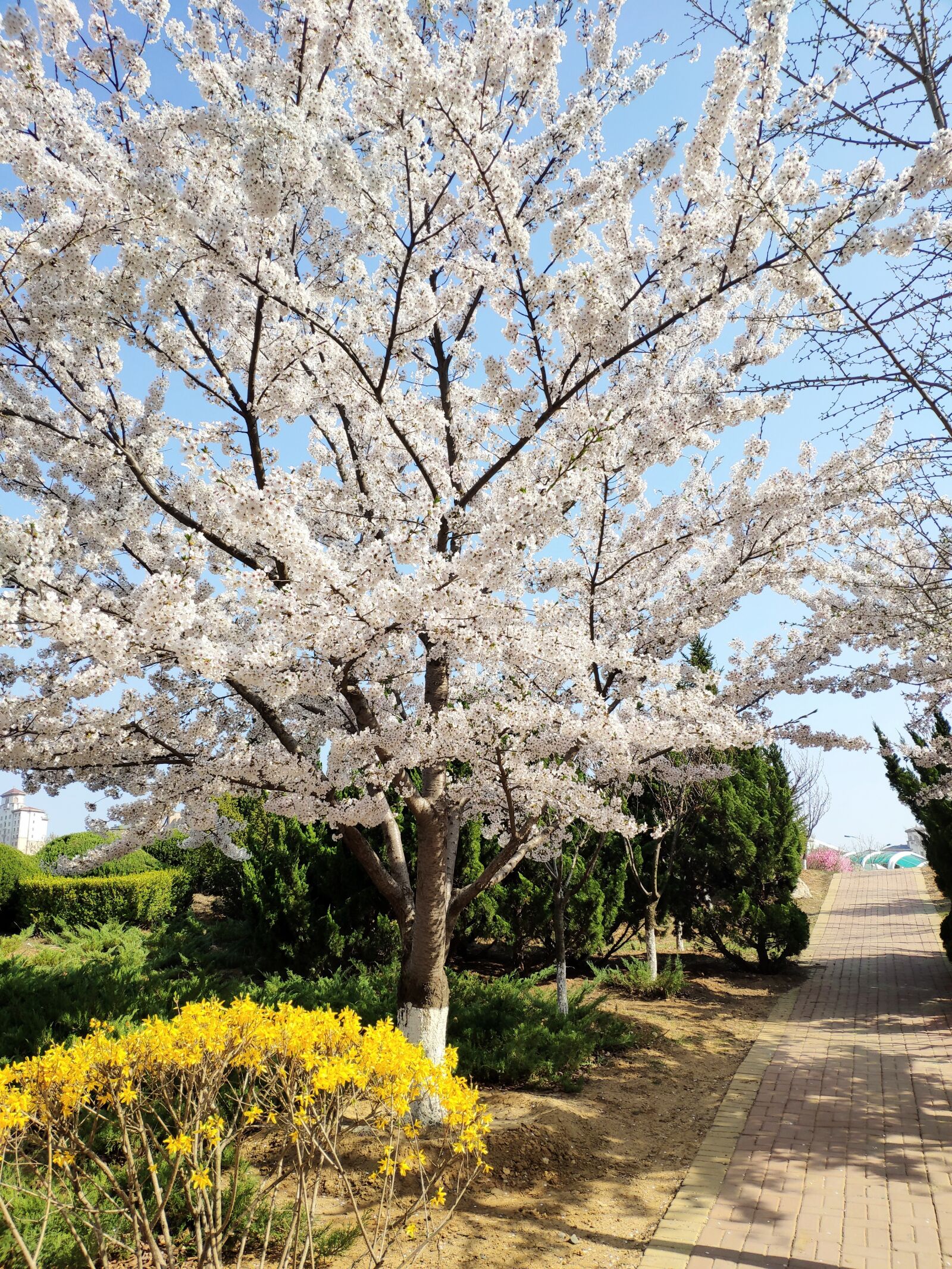 Xiaomi MI 8 sample photo. Tree, god, bloom photography