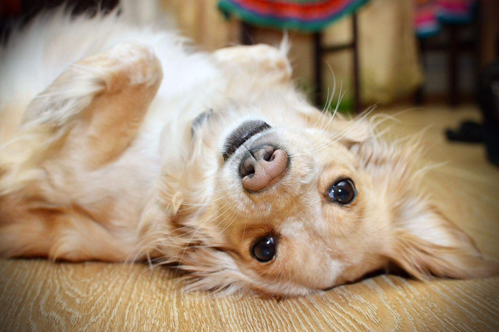 Nikon D3200 sample photo. Dog, view, lies photography