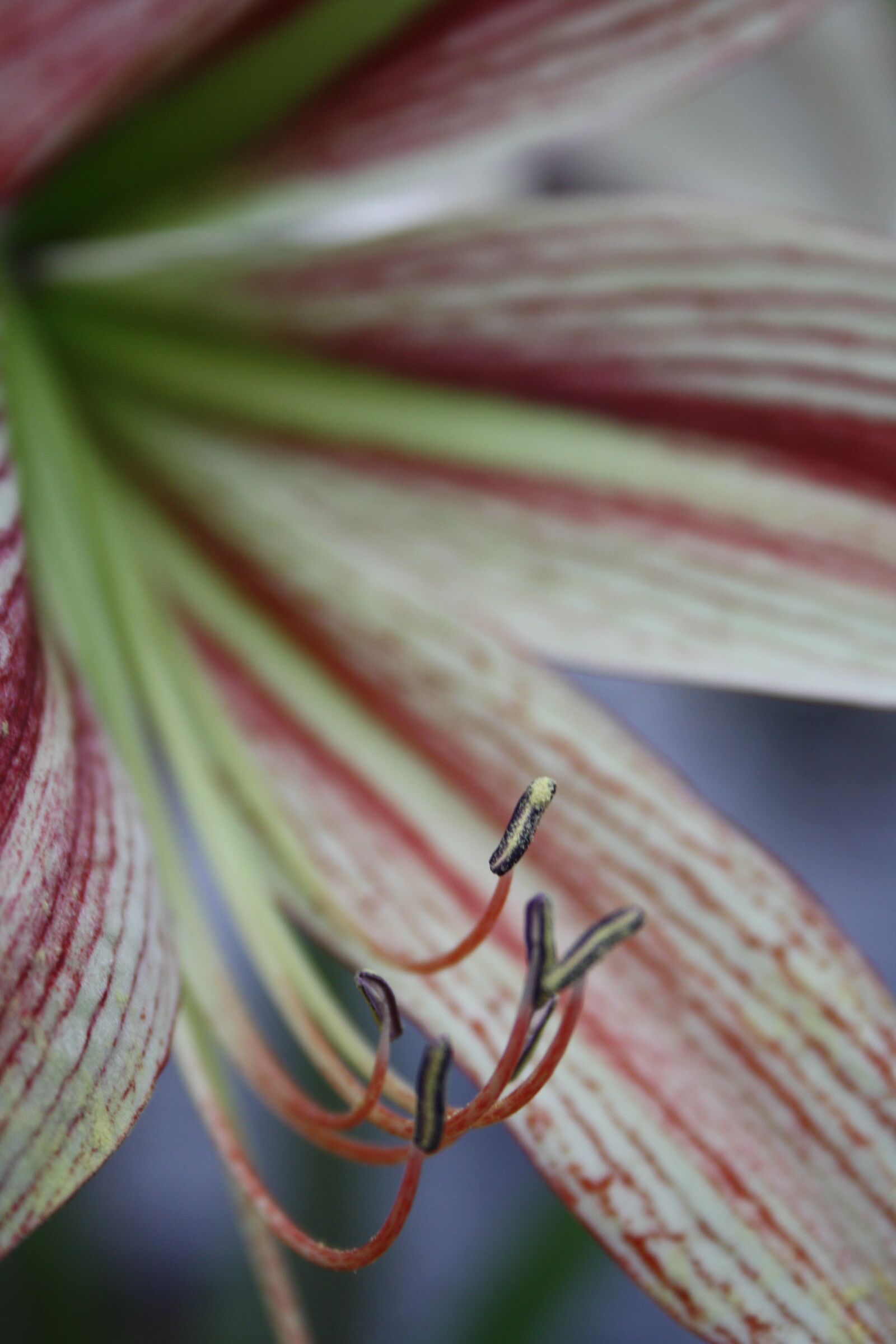 Canon EOS 1000D (EOS Digital Rebel XS / EOS Kiss F) sample photo. Pistil, blossom, bloom photography