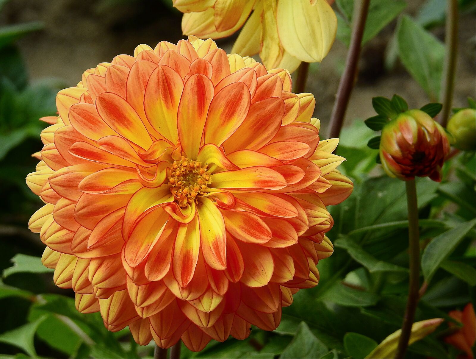 Nikon Coolpix P900 sample photo. Flower, the beauty of photography