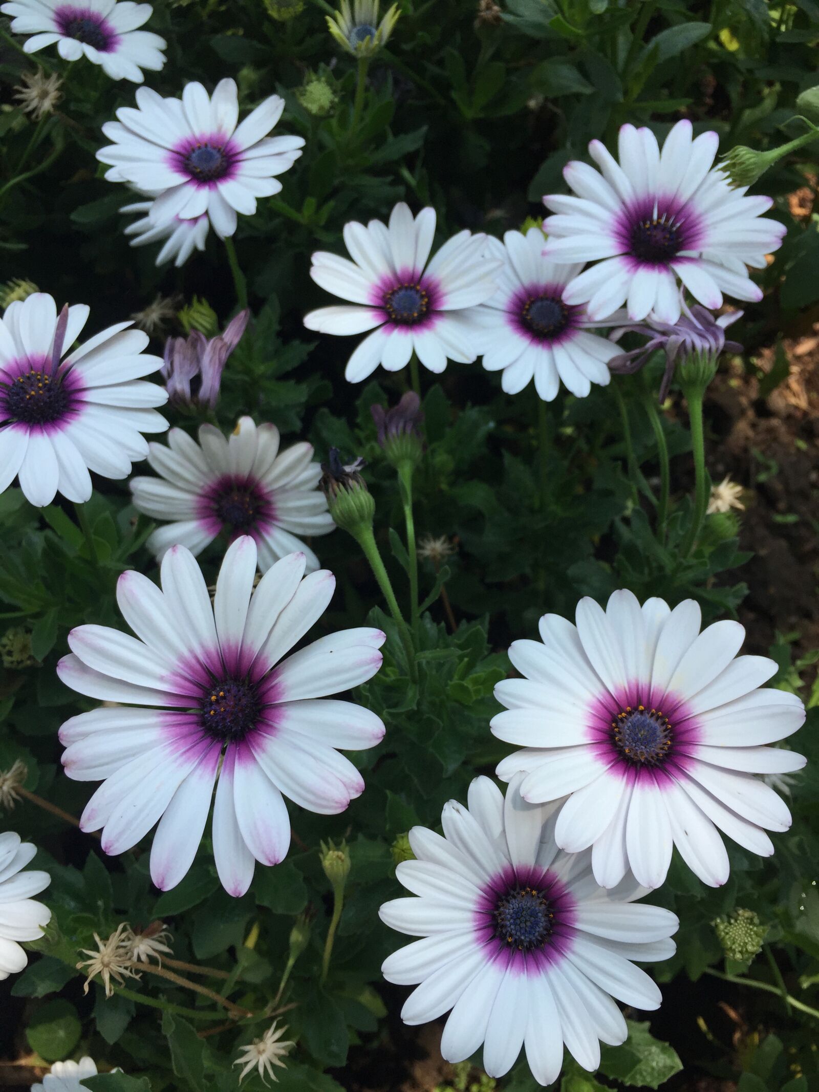 Apple iPhone 6 sample photo. White, purple, flower photography
