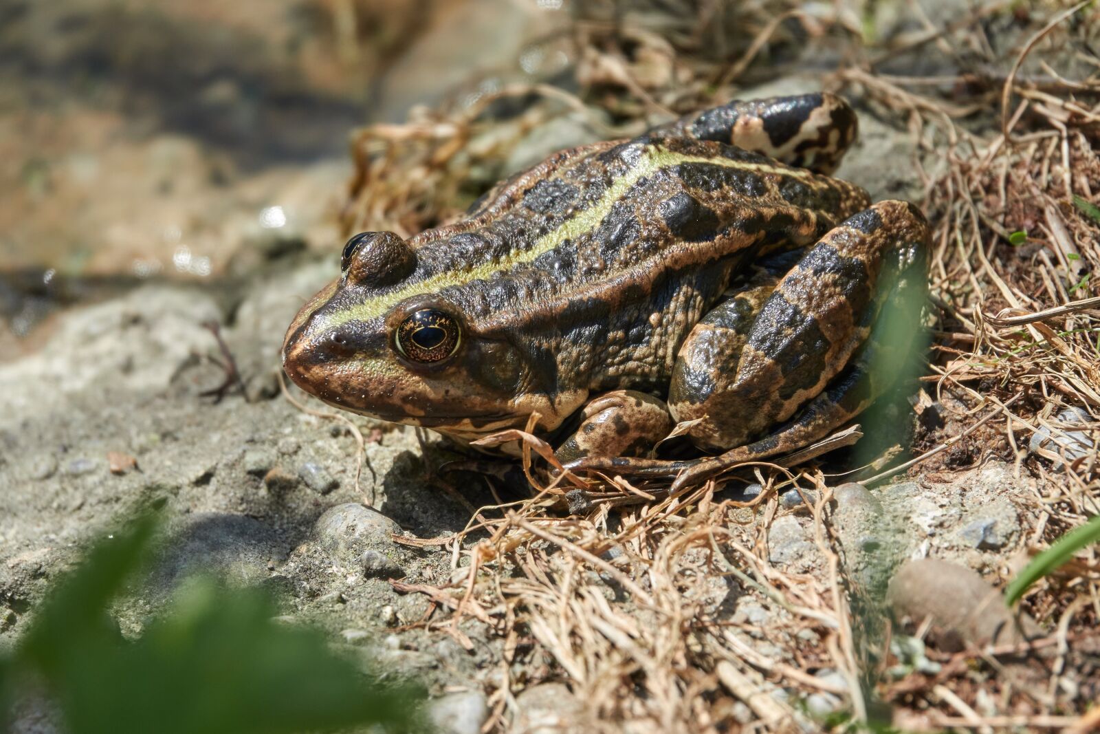 Sony Cyber-shot DSC-RX10 IV sample photo. Frog, amphibian, pond photography