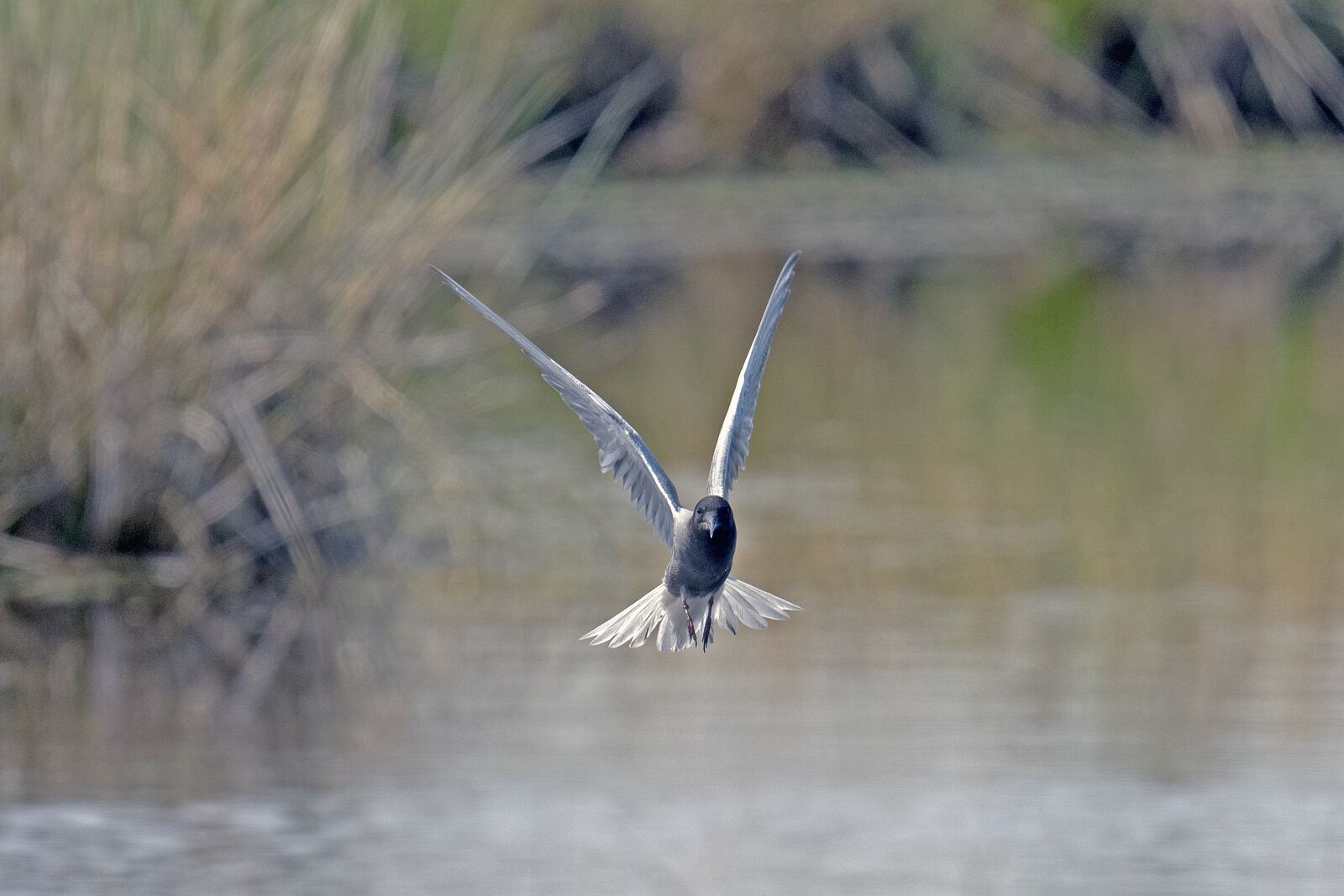 Nikon D500 sample photo. Black tern, tern flying photography
