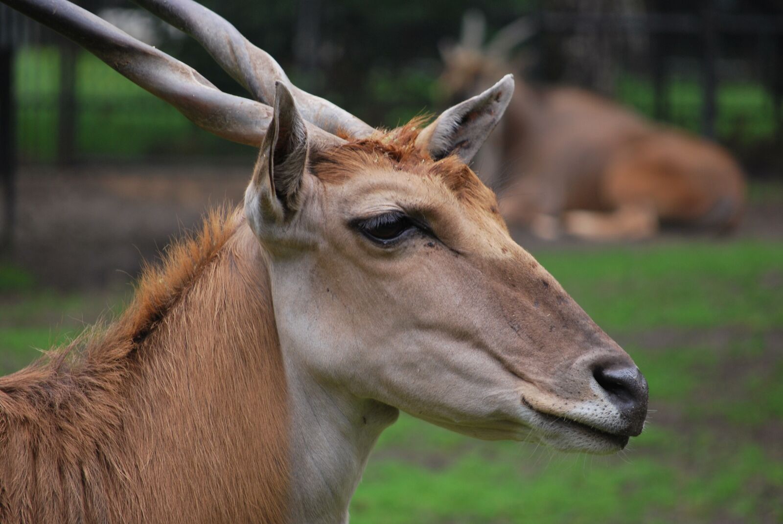 Nikon D60 sample photo. Animal, zoo, horns photography