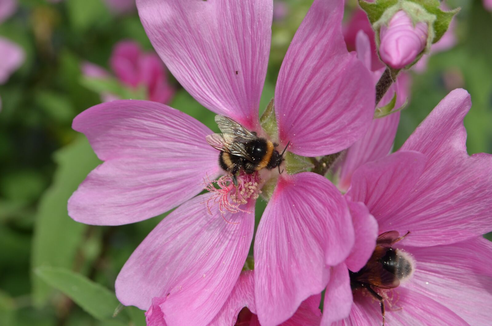 Nikon D7000 sample photo. Bumblebee, bug, pollen photography