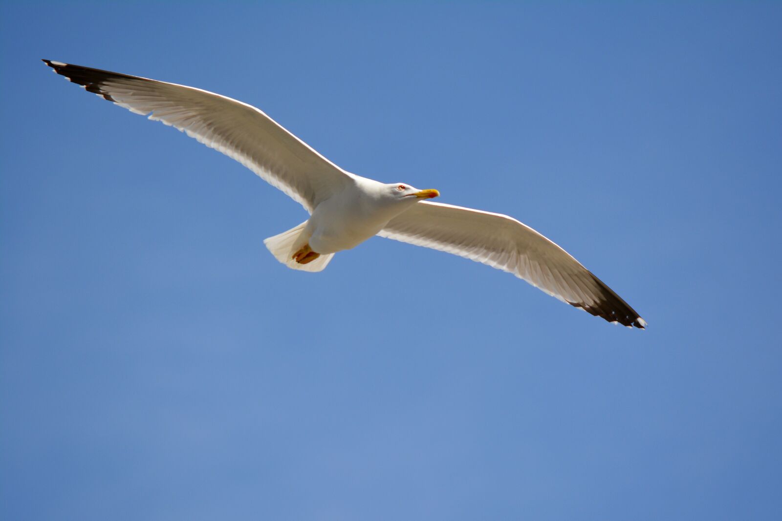 Nikon D5200 sample photo. Seagull, fly, bird photography