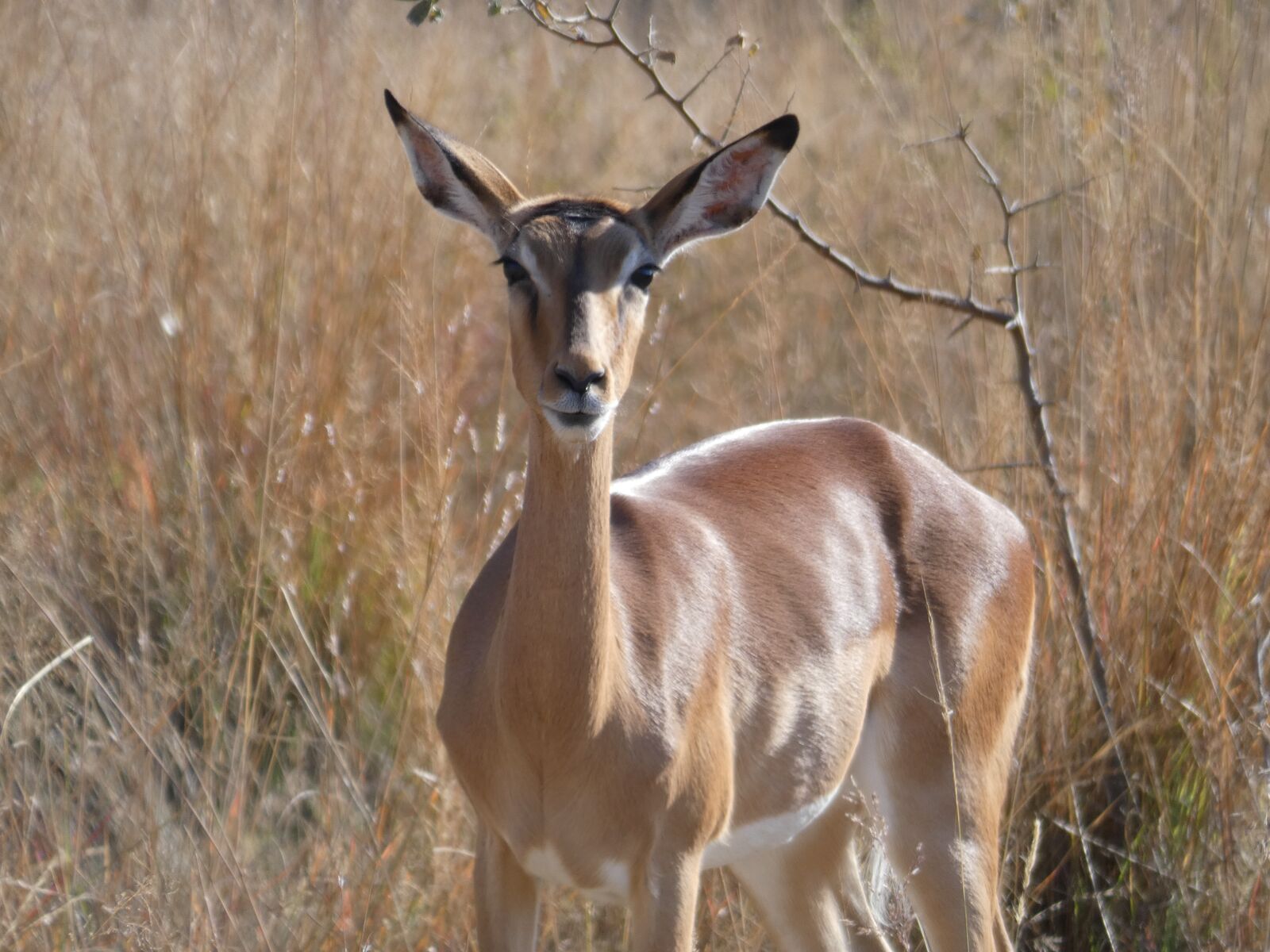 Panasonic Lumix DC-FZ80 (Lumix DC-FZ82) sample photo. Impala, safari, animals photography