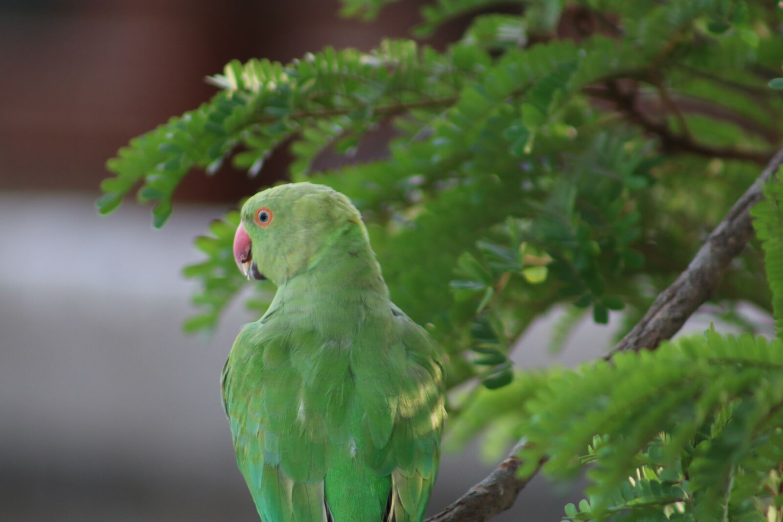 Canon EOS 750D (EOS Rebel T6i / EOS Kiss X8i) sample photo. Parrot, indian, animal photography