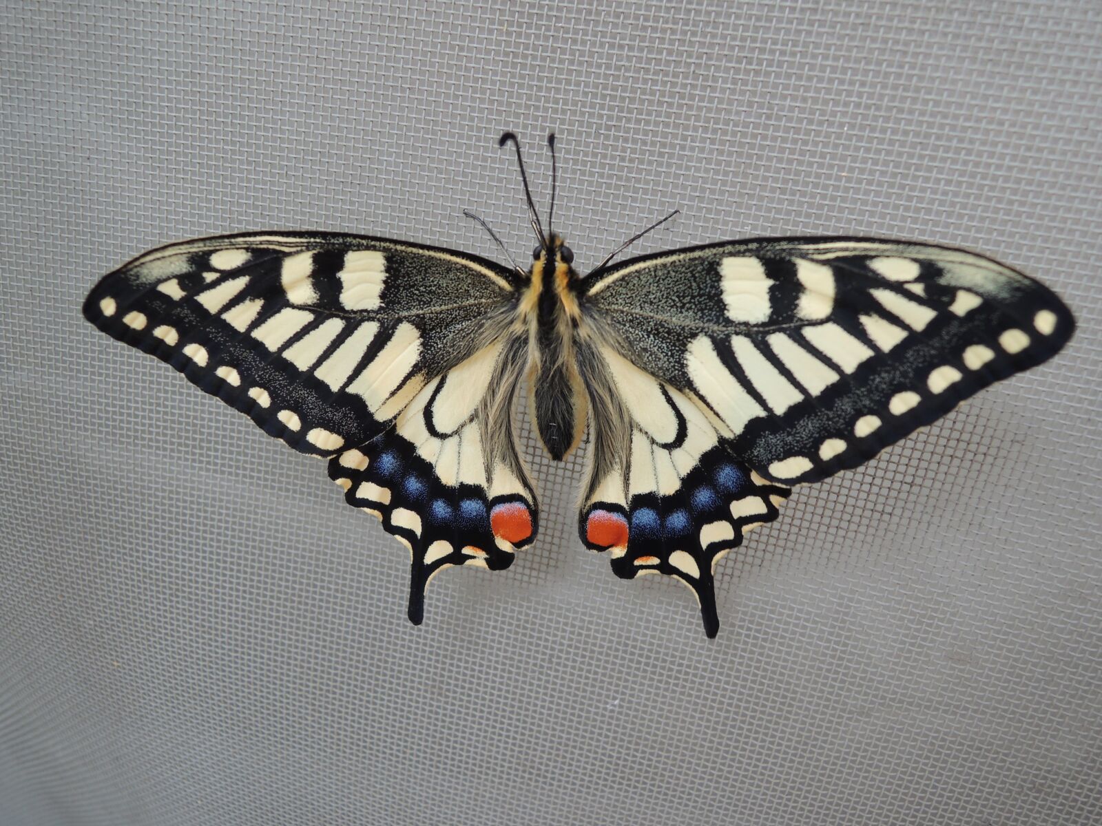 Nikon Coolpix P310 sample photo. A common yellow swallowtail photography