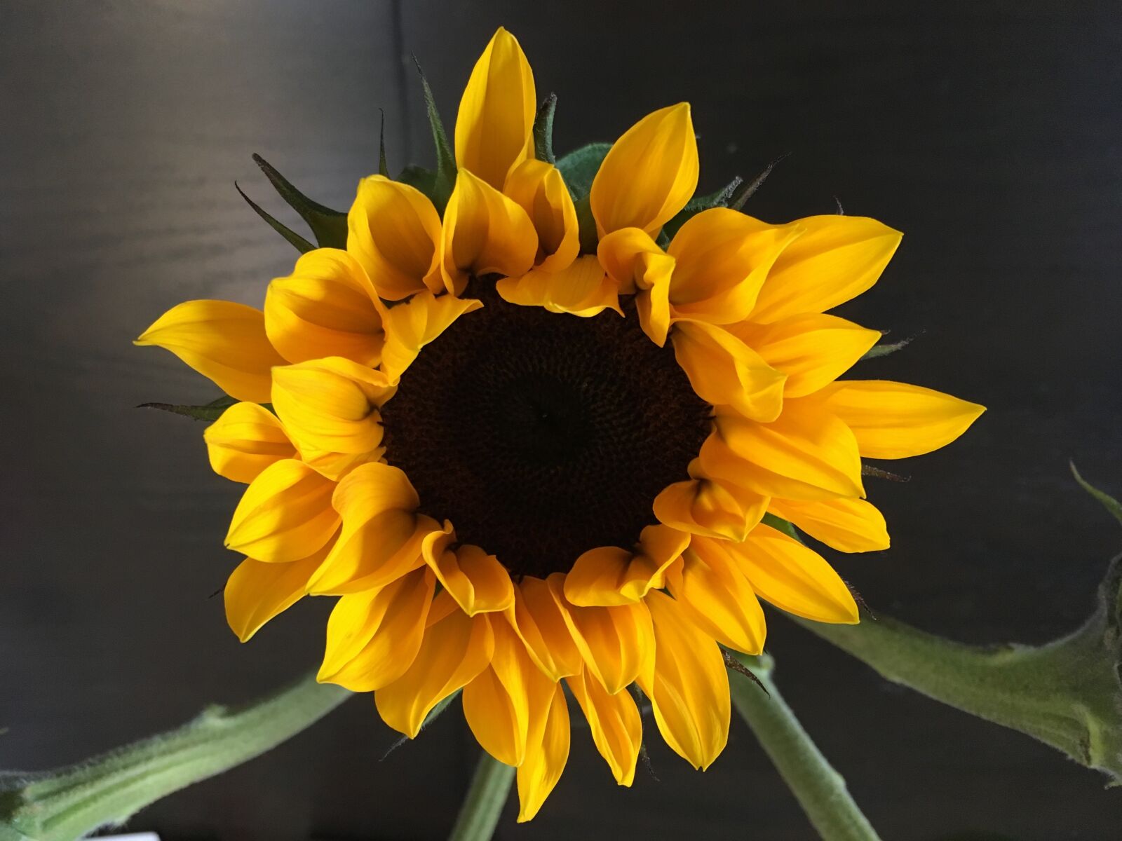 Apple iPhone SE sample photo. Flower, sunflower, floral photography