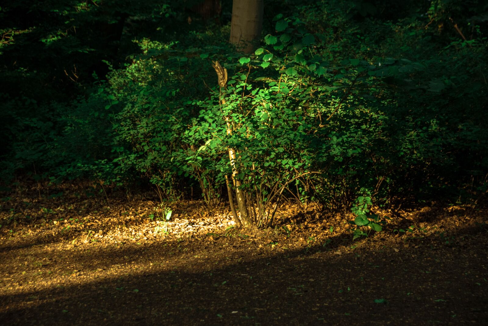 Nikon D3300 sample photo. Forest, sun, plants photography