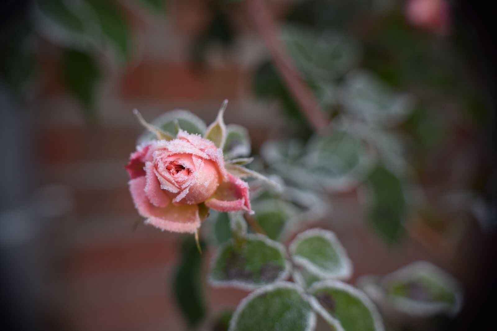 Nikon D5300 sample photo. Winter, rose, eisrose photography