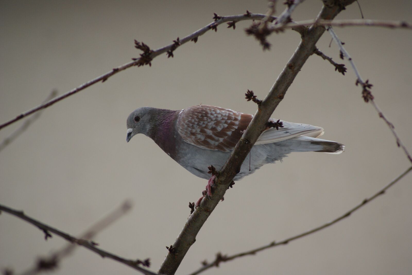 Sony Alpha DSLR-A300 sample photo. Dove, bird, plumage photography