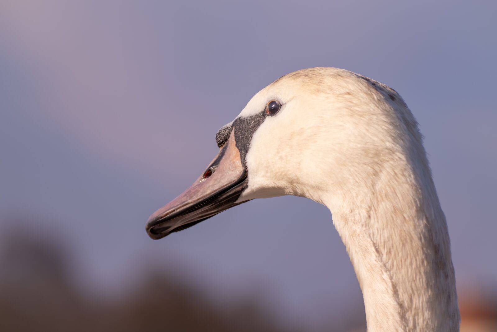 Canon EOS 200D (EOS Rebel SL2 / EOS Kiss X9) sample photo. Swan, young, young swan photography