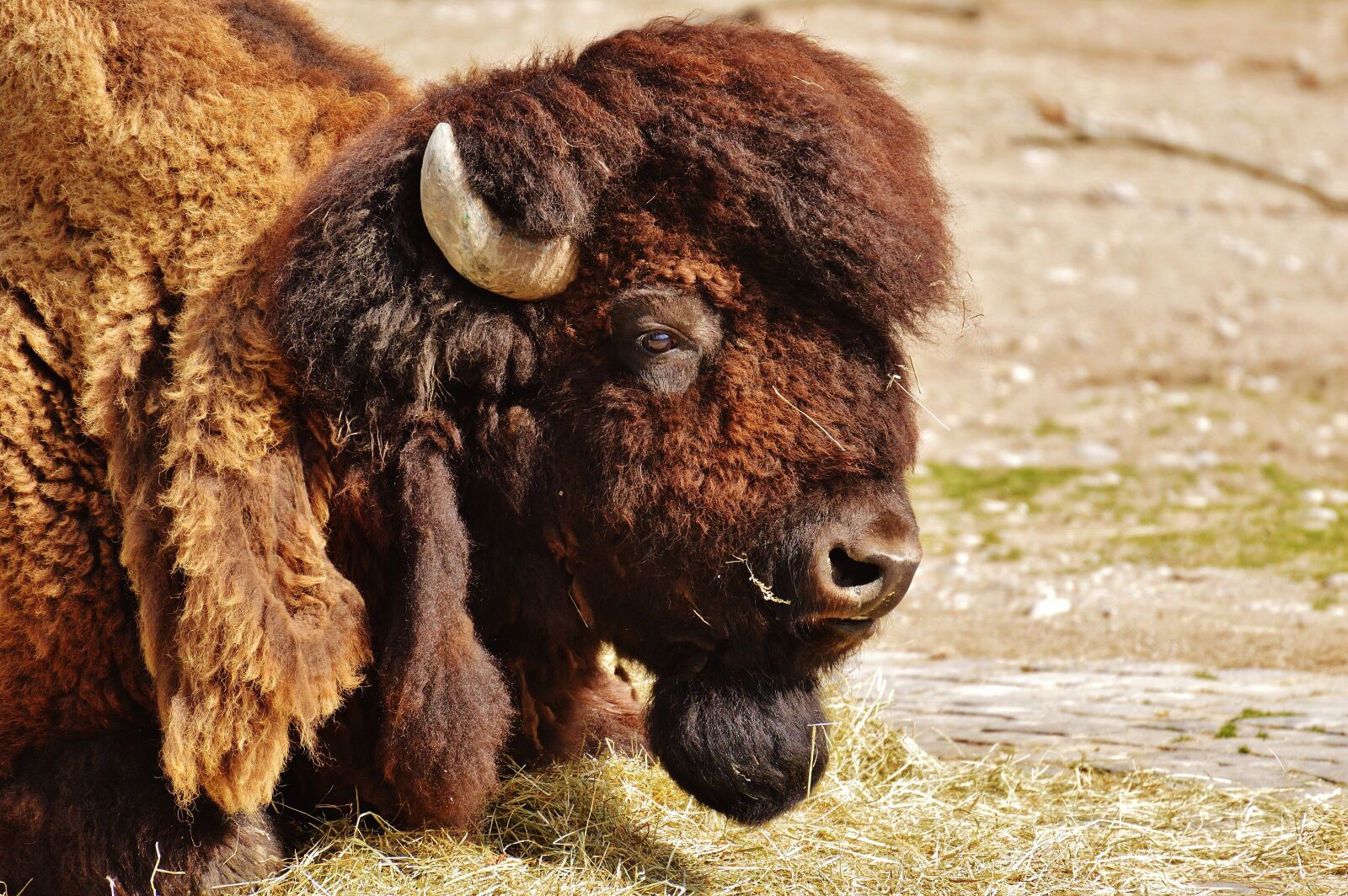 Nikon D3200 sample photo. Bison, wild animal, animal photography