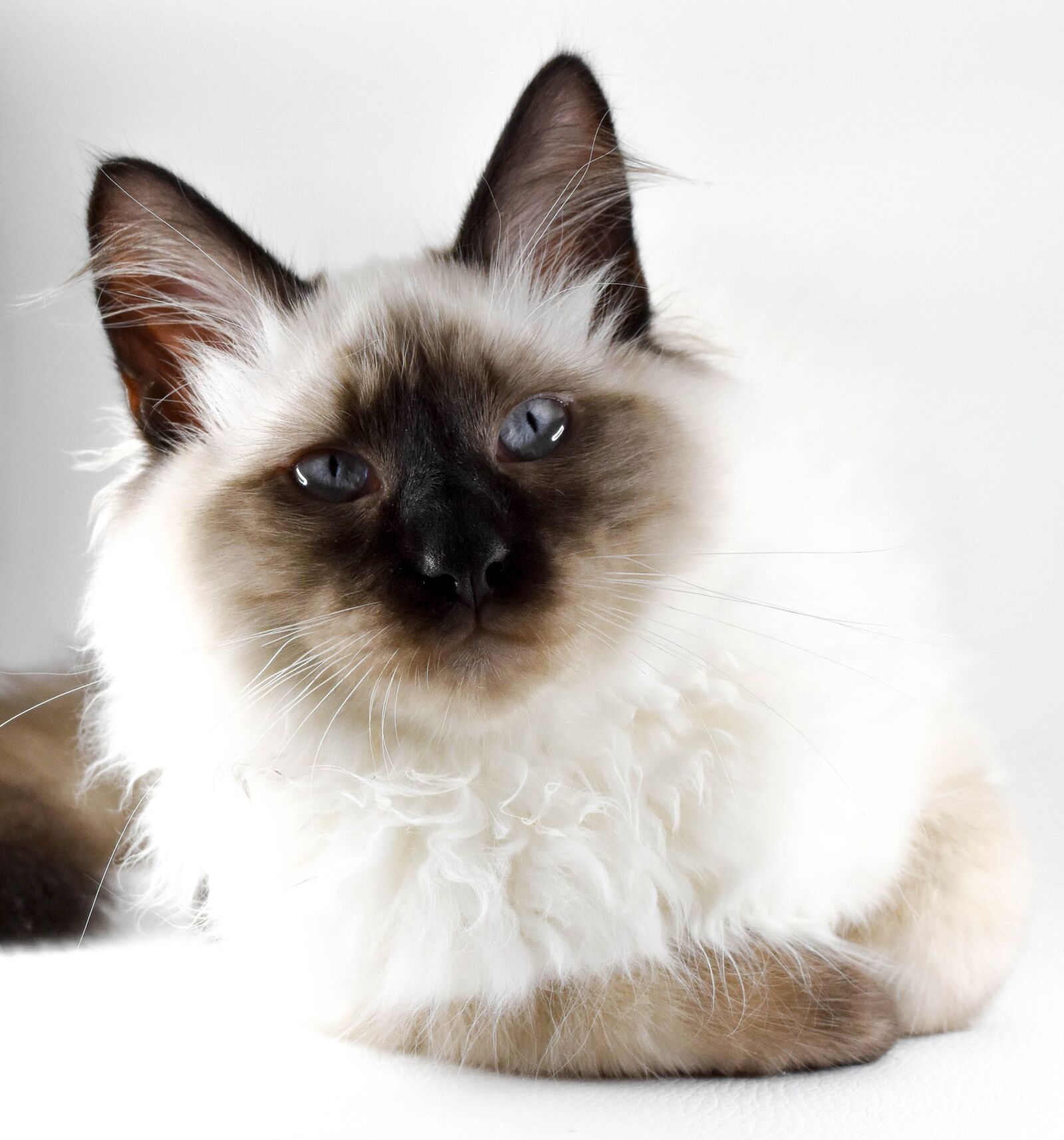Nikon D7200 sample photo. Charming, pets, animals photography