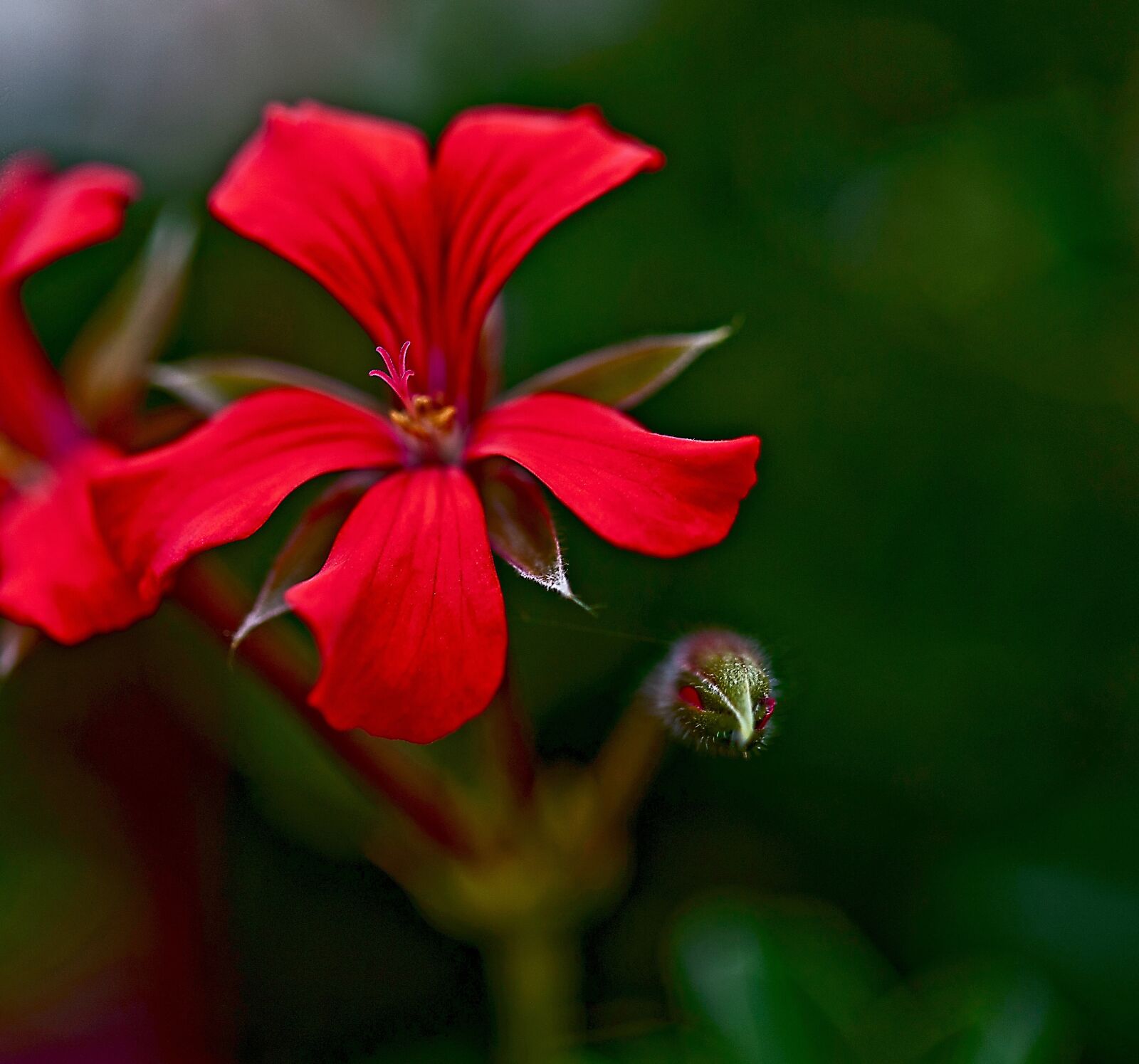 Canon EOS 5D Mark II sample photo. Flower, geranium, pelargonium thapsus photography