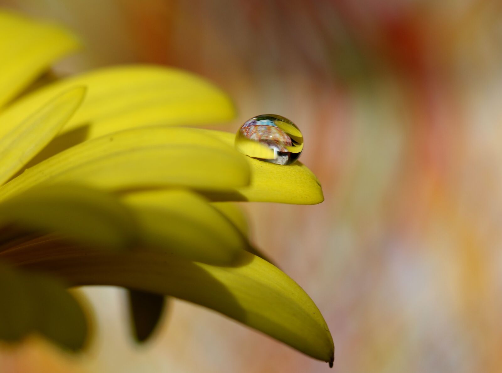 Canon EF-S 60mm F2.8 Macro USM sample photo. Drops, water, macro photography