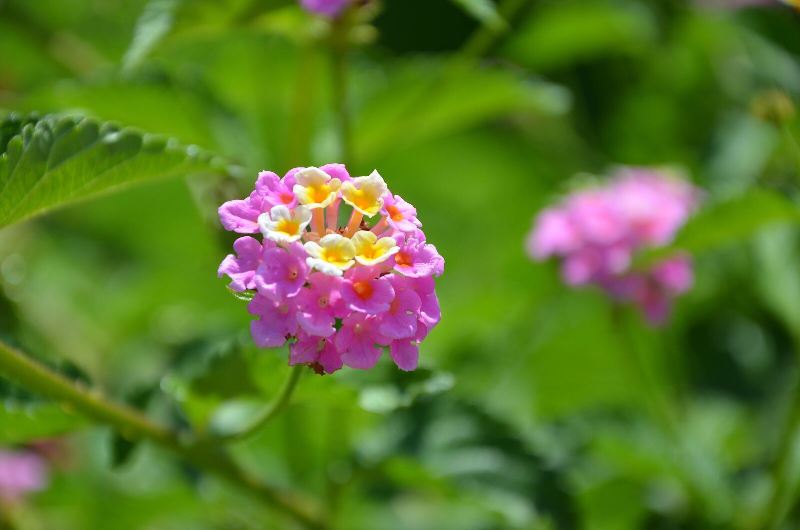 Nikon D7000 sample photo. Flower, spring, summer photography