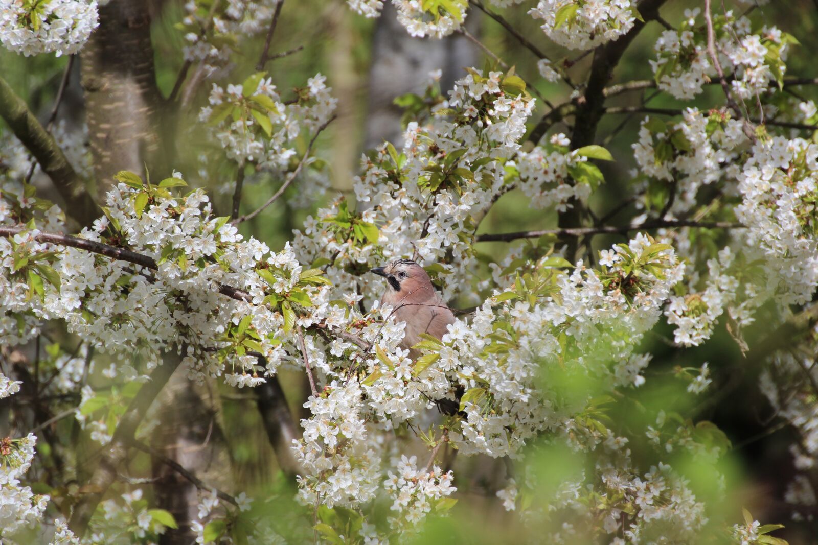 Canon EOS 600D (Rebel EOS T3i / EOS Kiss X5) sample photo. Jay, bird, spring photography