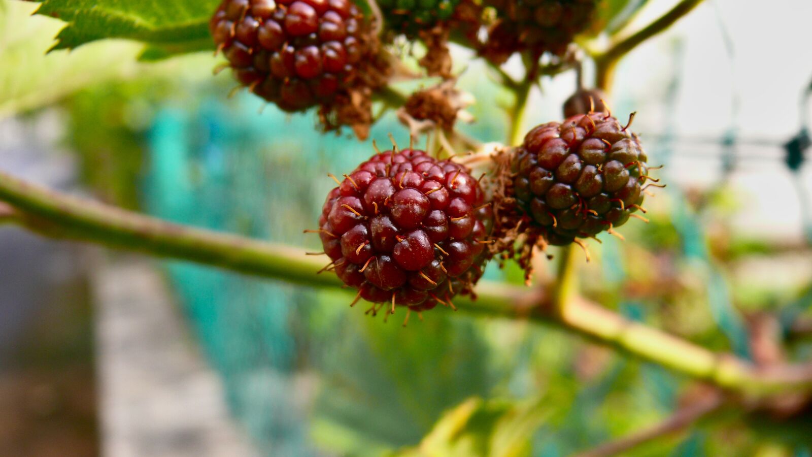Panasonic DMC-FZ50 sample photo. Blackberry, bay, fruit photography