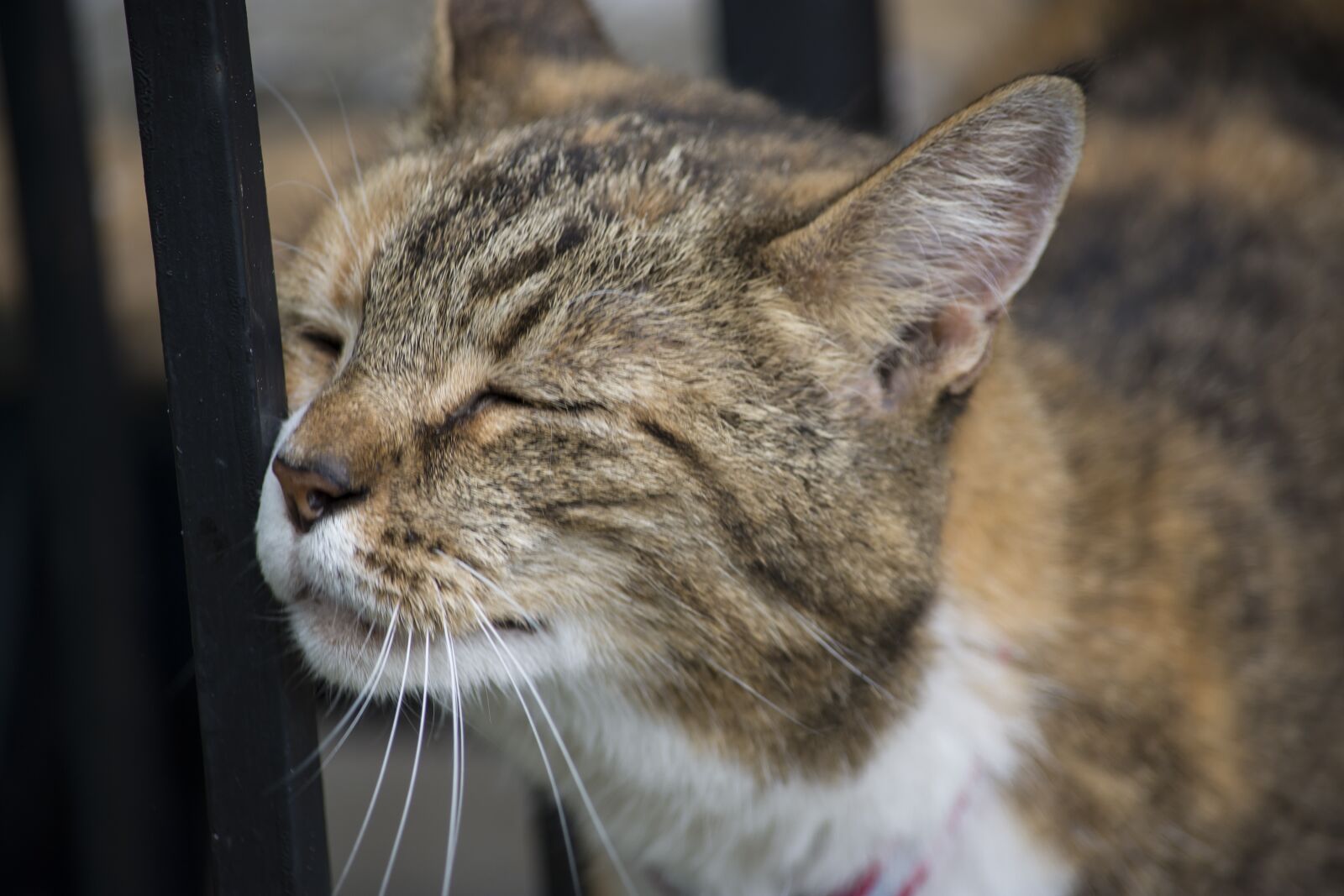 Nikon D7200 sample photo. Cat, pet, animal photography