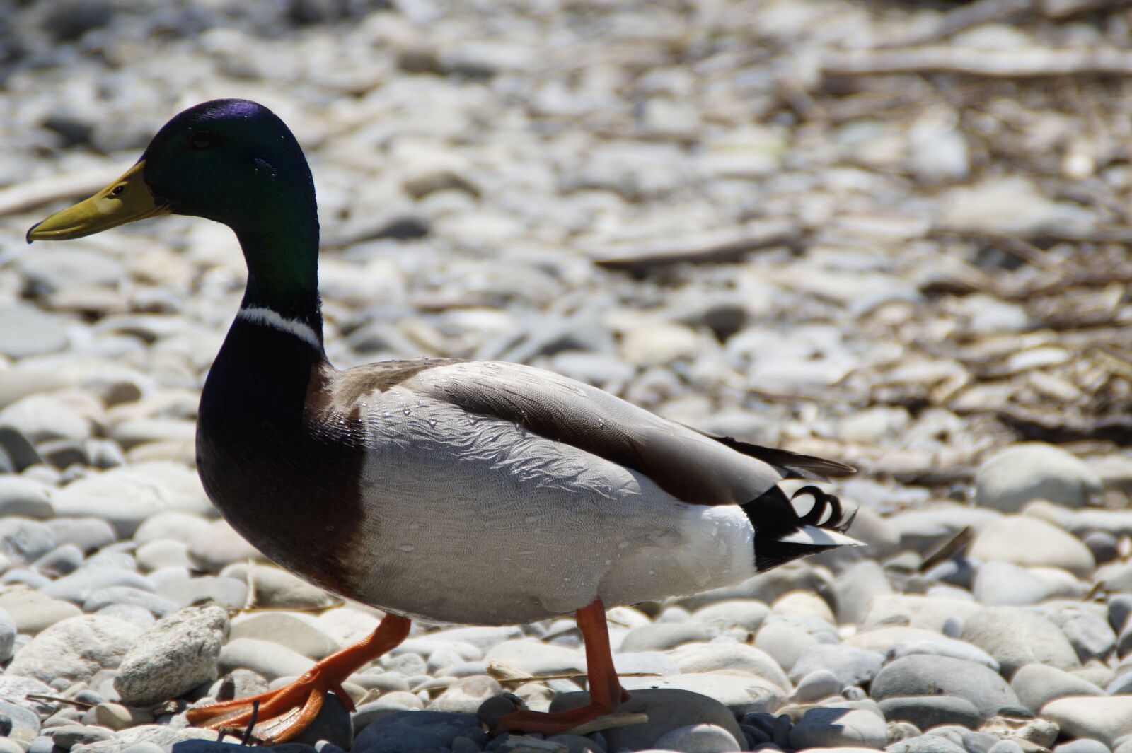 Sony SLT-A58 sample photo. Duck, mallard, bird photography