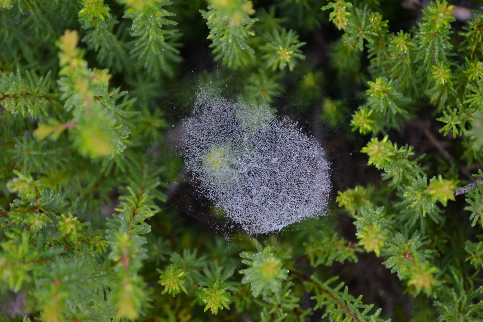 Nikon D3100 sample photo. Branches, leaves, autumn photography