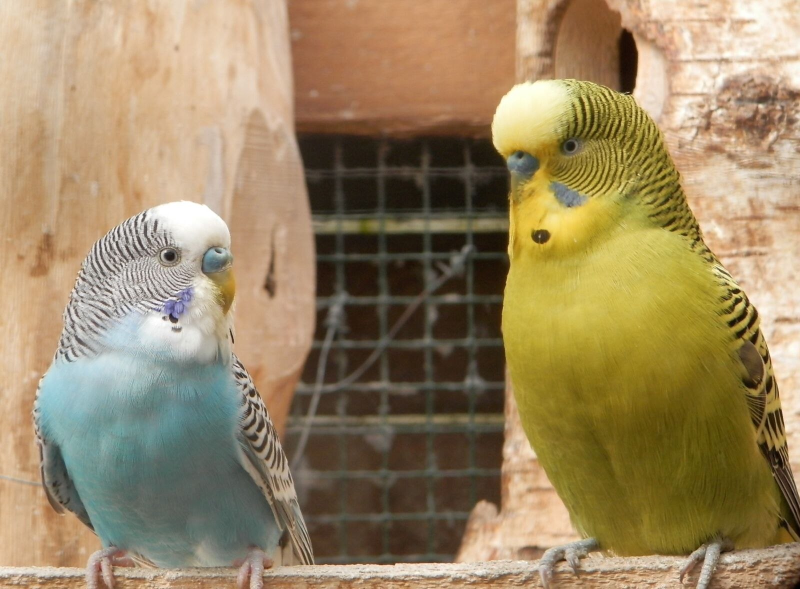 Olympus SP-620UZ sample photo. Parakeet, parrots, nature photography