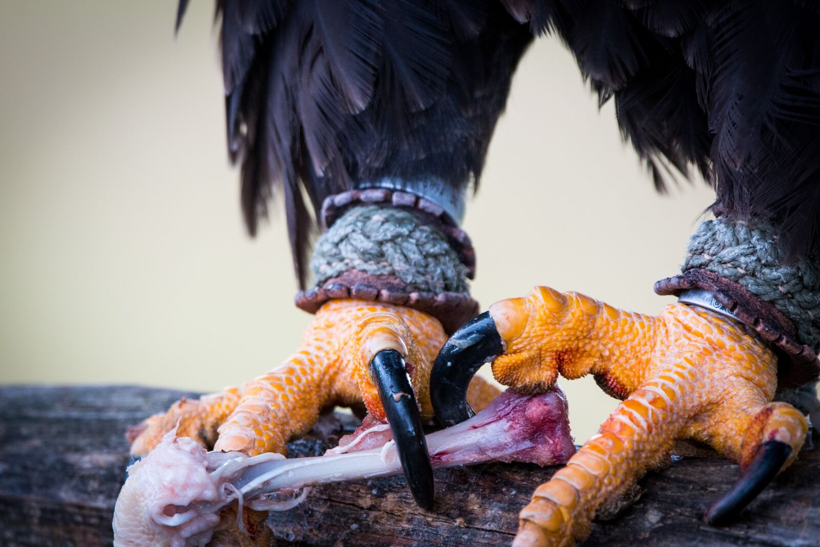 150-600mm F5-6.3 DG OS HSM | Contemporary 015 sample photo. Bald eagle, prey, haliaeetus photography