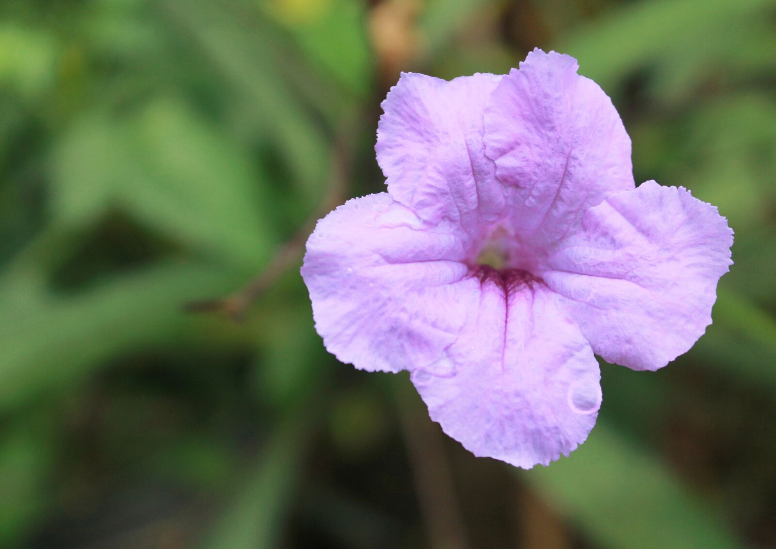 Canon EOS 1100D (EOS Rebel T3 / EOS Kiss X50) sample photo. Purple, flower, plant photography