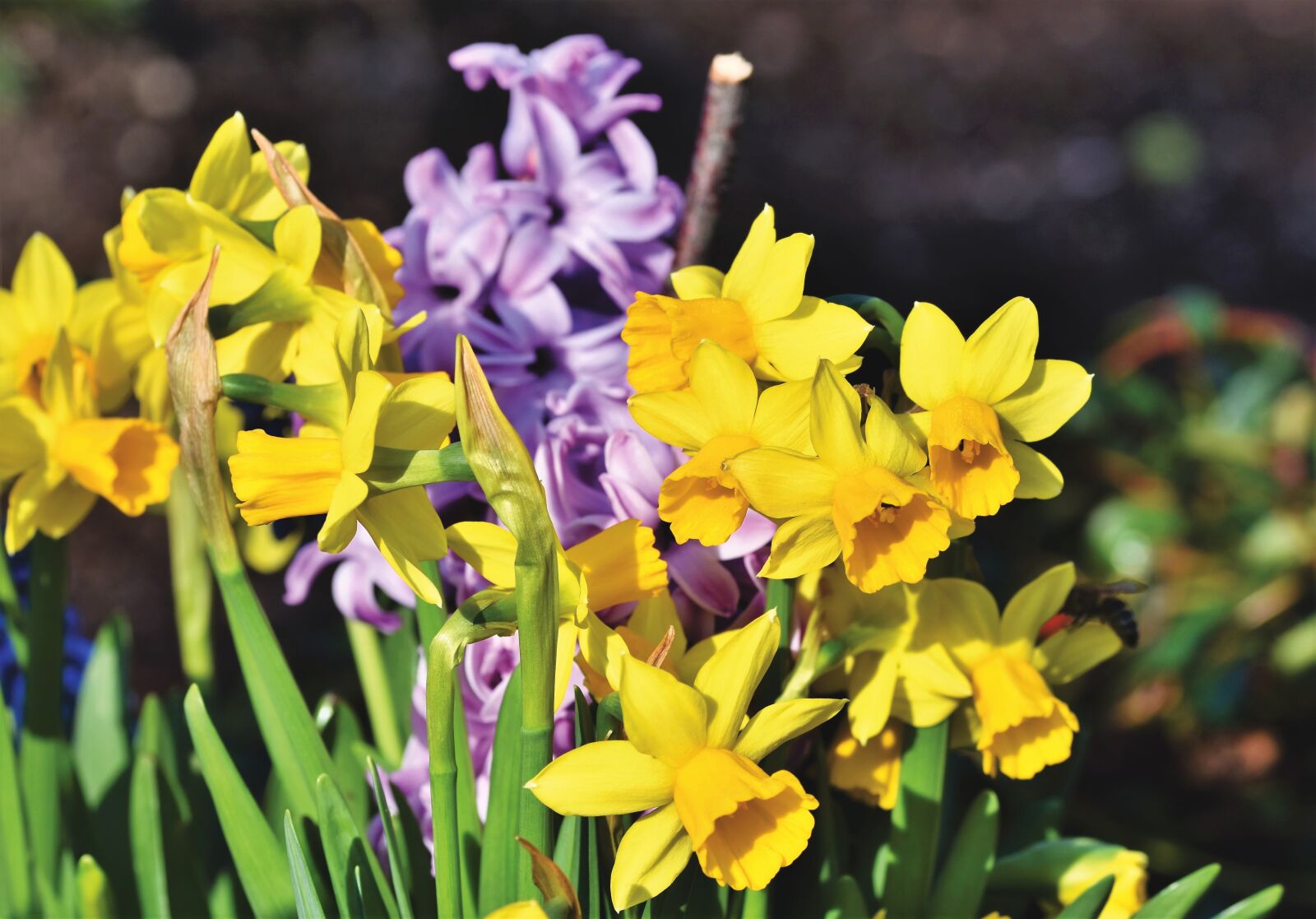 Nikon D7200 sample photo. Narcissus, blossom, bloom photography