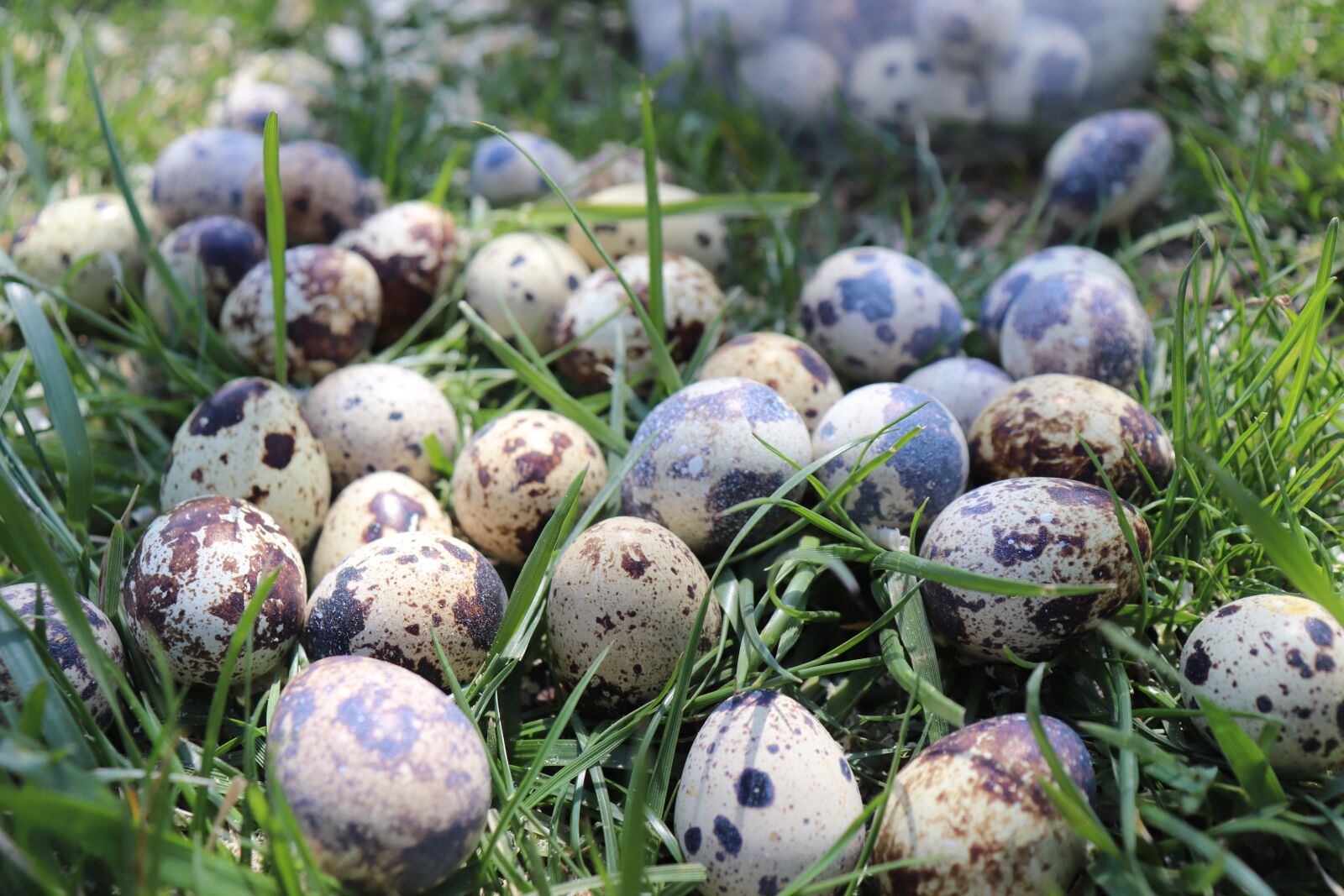 Canon EOS 200D (EOS Rebel SL2 / EOS Kiss X9) sample photo. Quail, egg, quail eggs photography