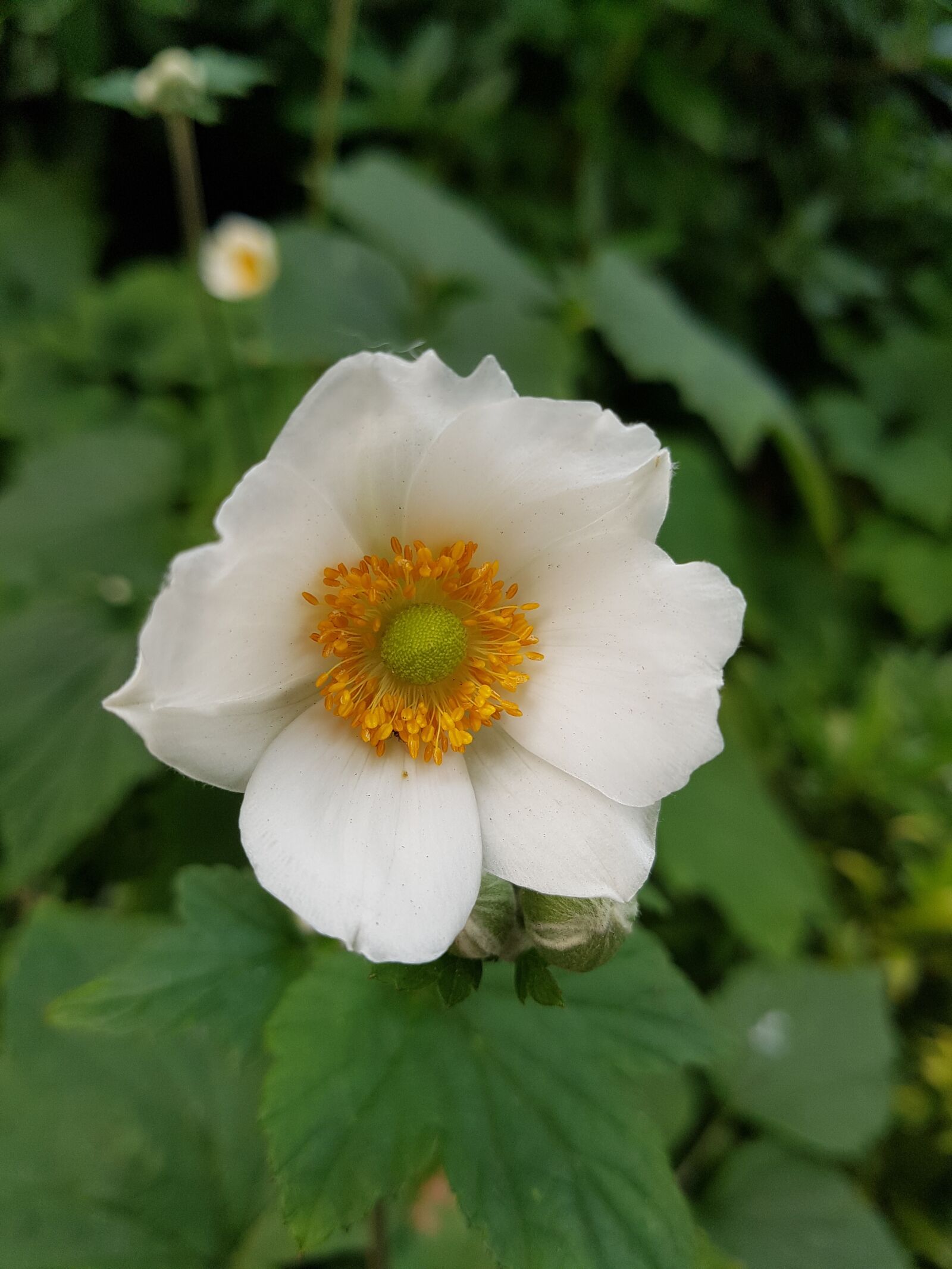 Samsung Galaxy S7 Edge sample photo. Flower, garden, flowers photography