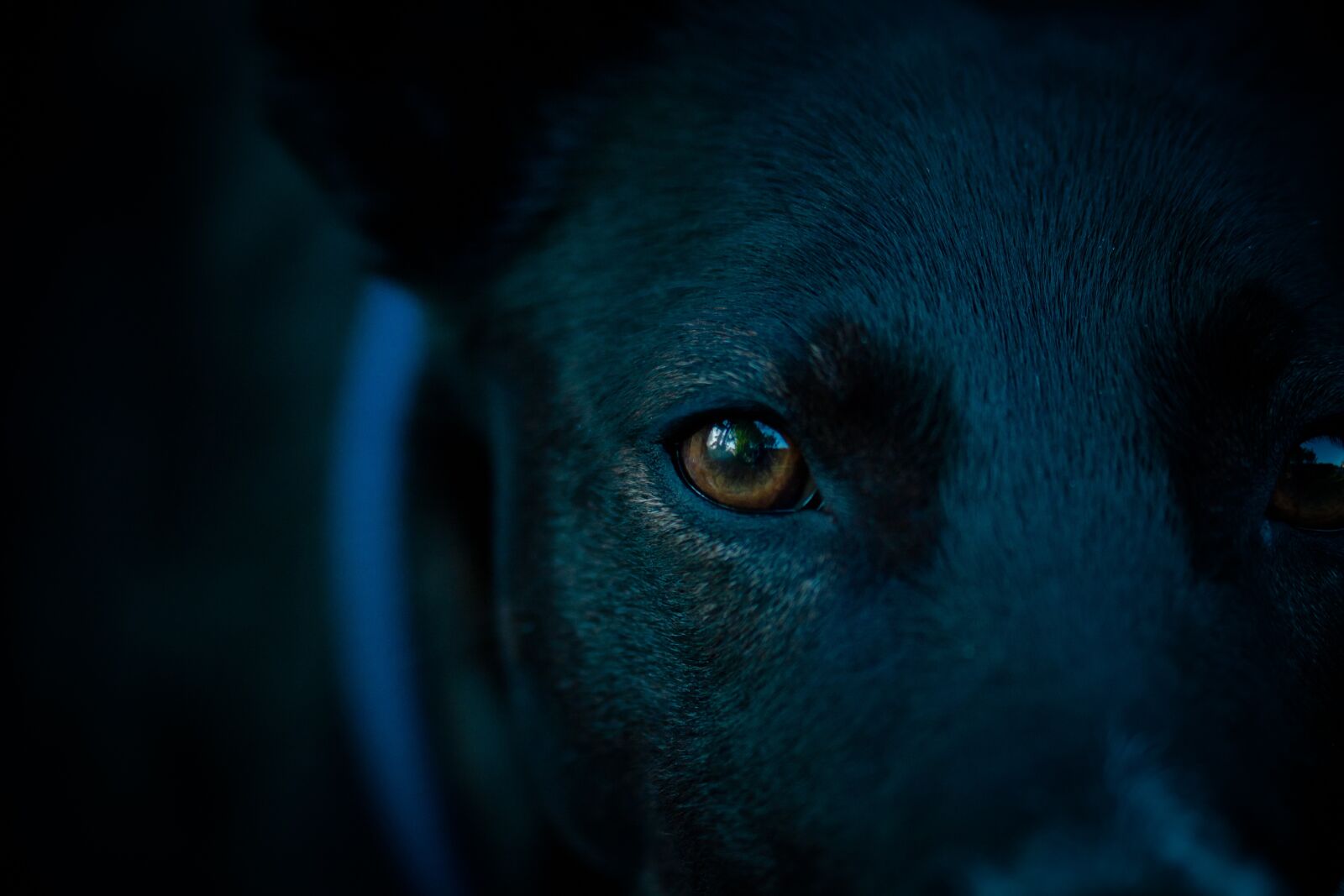Nikon D7100 sample photo. Dog head, eye, pupil photography